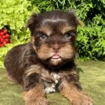 Sarick-male-Yorkshire-Terrier-puppy-for-sale-1