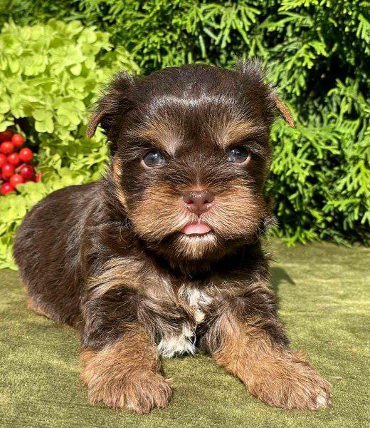 Sarick Yorkshire Terrier