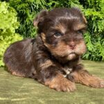 Sarick-male-Yorkshire-Terrier-puppy-for-sale-2