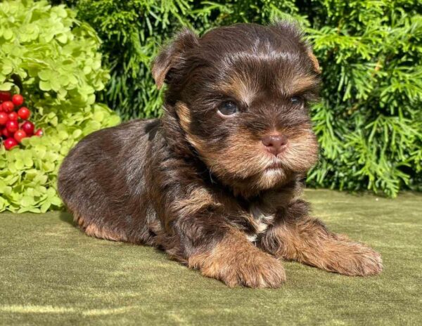 Sarick Yorkshire Terrier