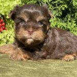 Samuel Yorkshire Terrier