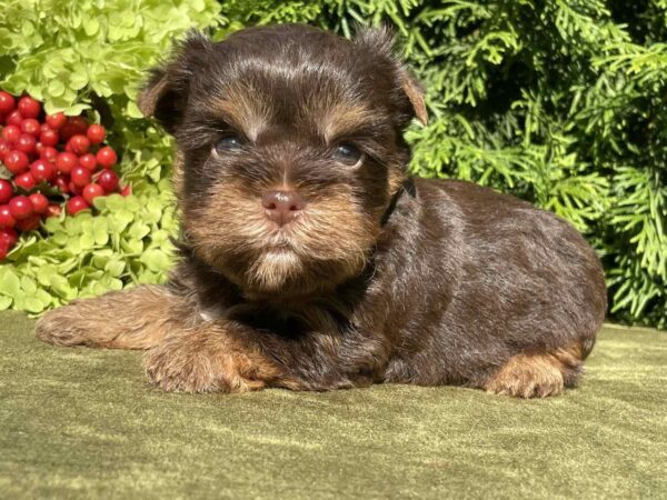 Sarick Yorkshire Terrier