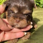Sarick-male-Yorkshire-Terrier-puppy-for-sale-4