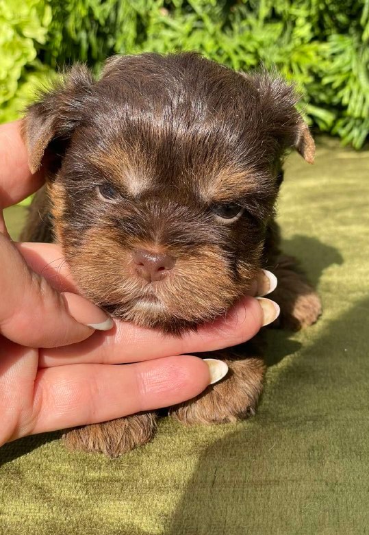 Sarick Yorkshire Terrier