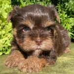 Sarick-male-Yorkshire-Terrier-puppy-for-sale-5
