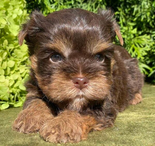 Sarick Yorkshire Terrier