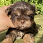 Sarick-male-Yorkshire-Terrier-puppy-for-sale-6
