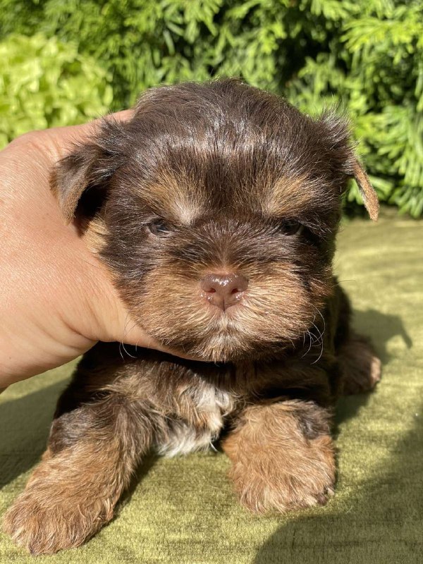 Sarick Yorkshire Terrier