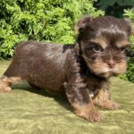 Sarick-male-Yorkshire-Terrier-puppy-for-sale-7