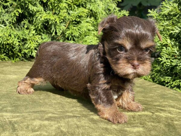 Sarick Yorkshire Terrier