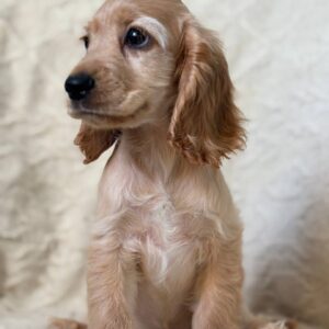 Sassy English Cocker Spaniel
