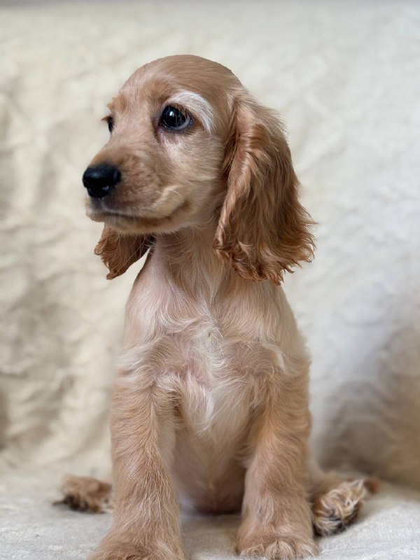 Sassy English Cocker Spaniel