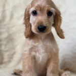 Sassy-female-English-Cocker-Spaniel-puppy-for-sale-2