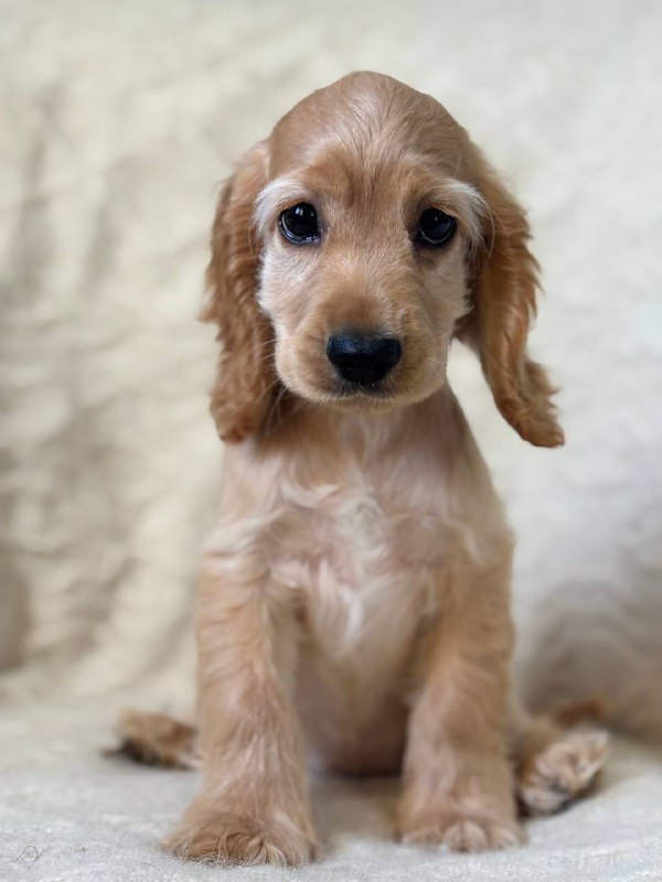 Sassy English Cocker Spaniel