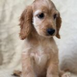 Sassy-female-English-Cocker-Spaniel-puppy-for-sale-3