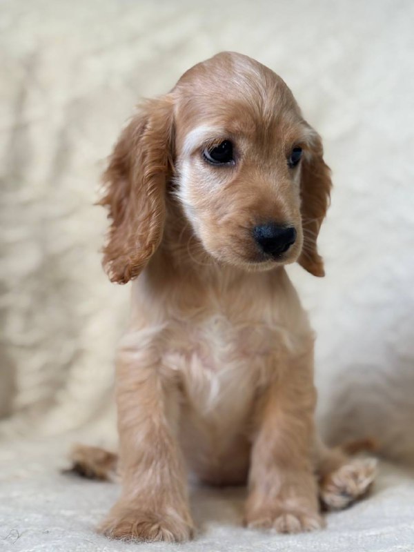 Sassy English Cocker Spaniel