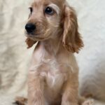 Sassy-female-English-Cocker-Spaniel-puppy-for-sale-4