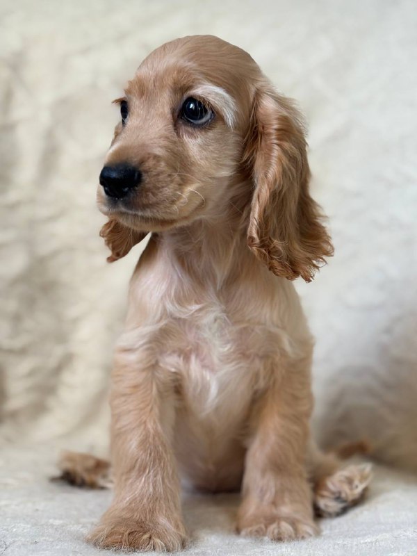 Sassy English Cocker Spaniel