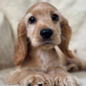 Sassy English Cocker Spaniel