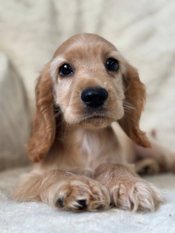 Sassy English Cocker Spaniel