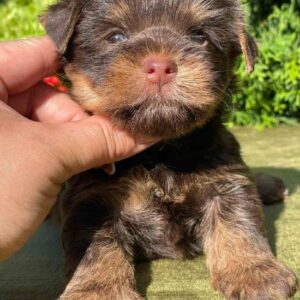 Serra Yorkshire Terrier