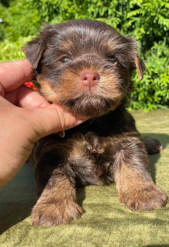 Serra Yorkshire Terrier