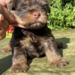 Serra-female-Yorkshire-Terrier-puppy-for-sale-2