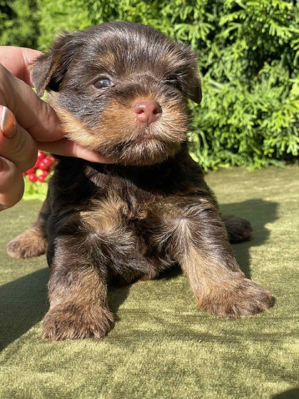 Serra Yorkshire Terrier