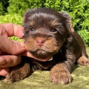 Serra Yorkshire Terrier