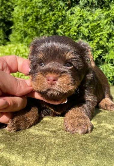 Serra Yorkshire Terrier