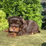 Serra-female-Yorkshire-Terrier-puppy-for-sale-4