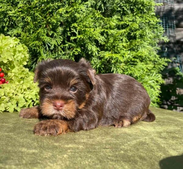 Serra Yorkshire Terrier