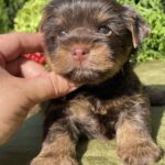 Serra-female-Yorkshire-Terrier-puppy-for-sale-5