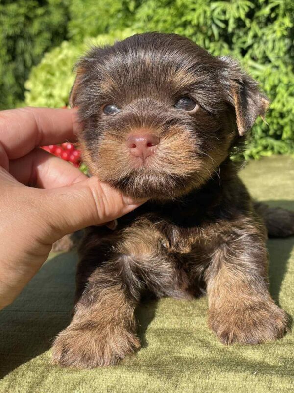 Serra Yorkshire Terrier