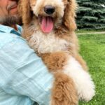 Sherlock-male-Poodle-puppy-for-sale-1