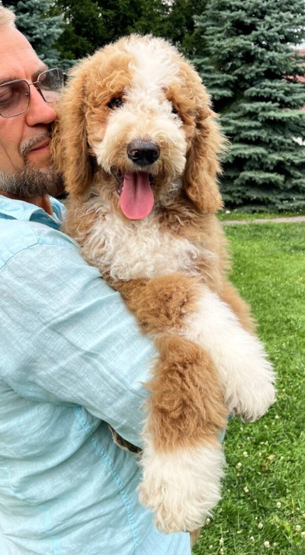 Sherlock Giant Poodle Sherlock Giant Poodle