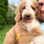 Sherlock-male-Poodle-puppy-for-sale-2