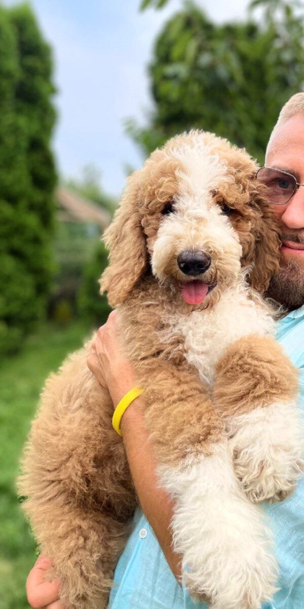 Sherlock Giant Poodle Sherlock Giant Poodle