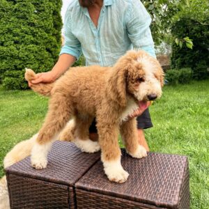 Sherlock Giant Poodle