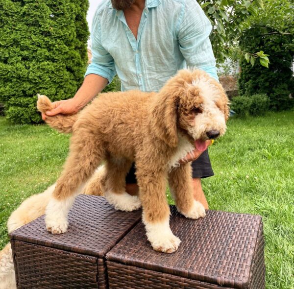 Sherlock Giant Poodle Sherlock Giant Poodle