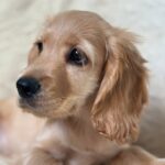 Sierra-female-English-Cocker-Spaniel-puppy-for-sale-1