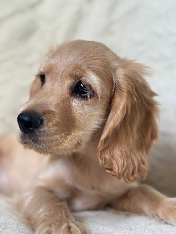 Sierra English Cocker Spaniel