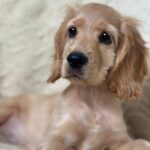 Sierra-female-English-Cocker-Spaniel-puppy-for-sale-2