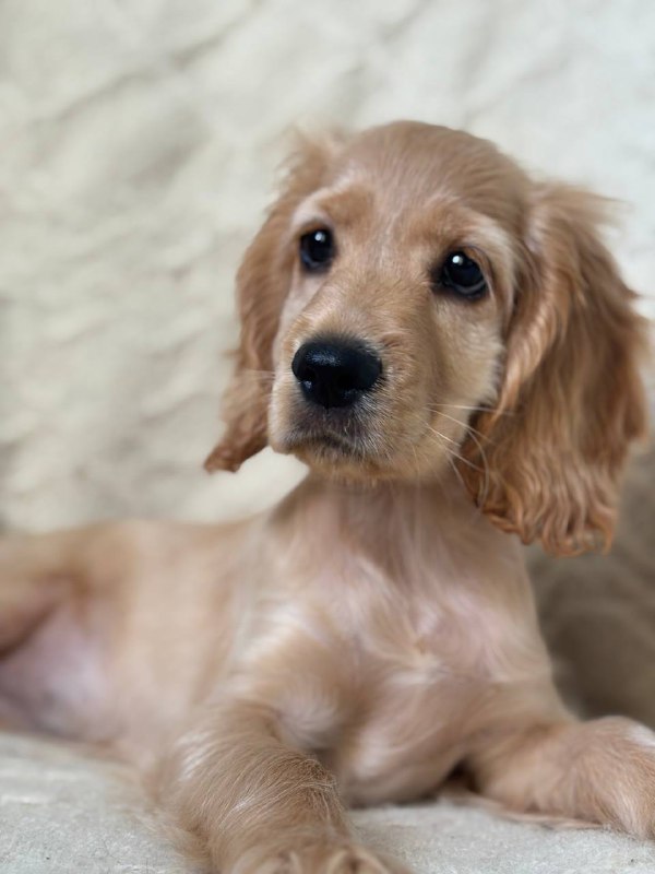 Sierra English Cocker Spaniel