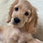 Sierra-female-English-Cocker-Spaniel-puppy-for-sale-3