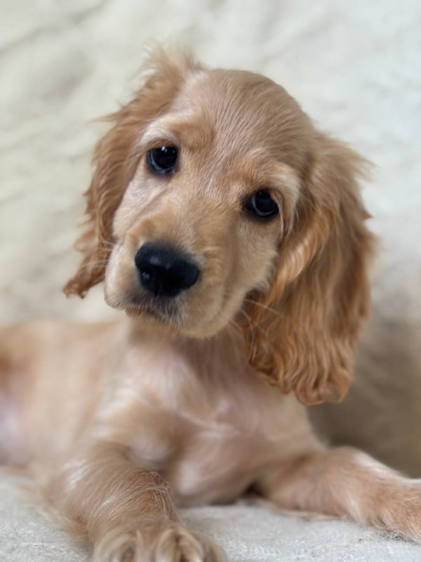 Sierra English Cocker Spaniel