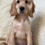 Sierra-female-English-Cocker-Spaniel-puppy-for-sale-4