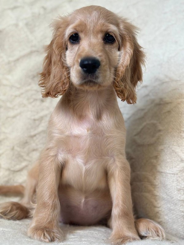 Sierra English Cocker Spaniel