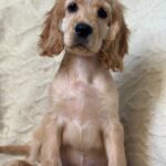 Sierra-female-English-Cocker-Spaniel-puppy-for-sale-5