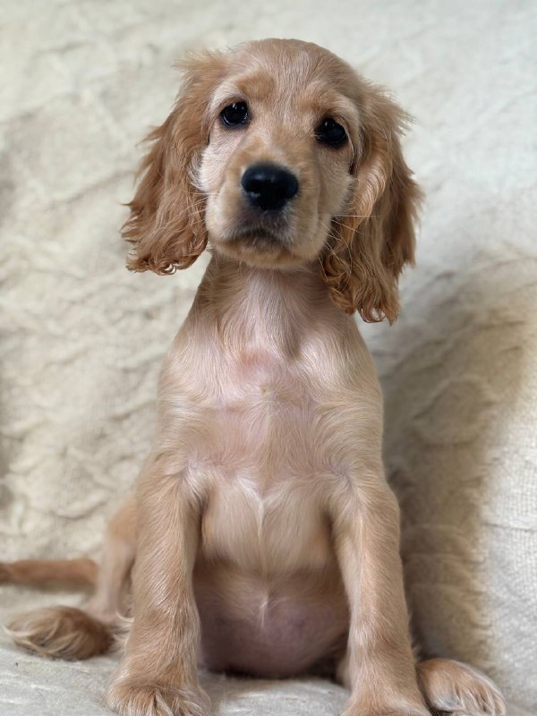 Sierra English Cocker Spaniel